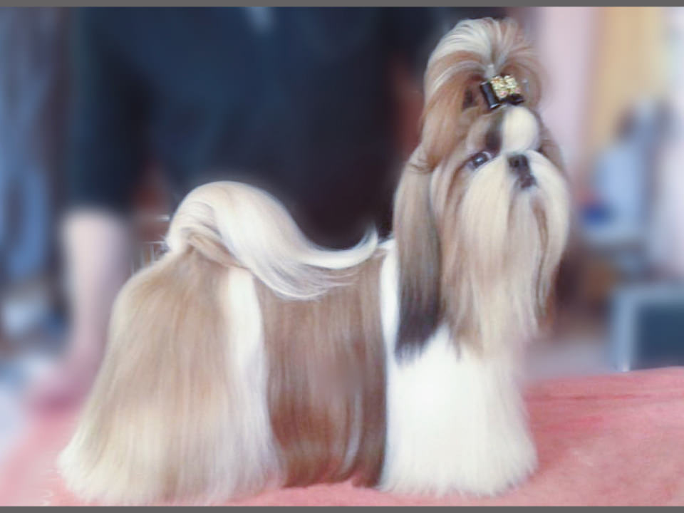 allevamento shih tzu san benedetto del tronto