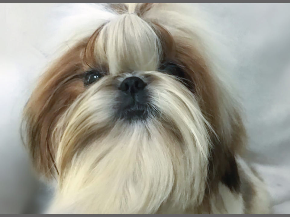 allevamento shih tzu san benedetto del tronto